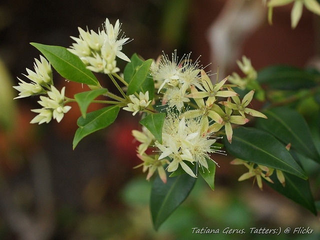 Backhousia myrtifolia