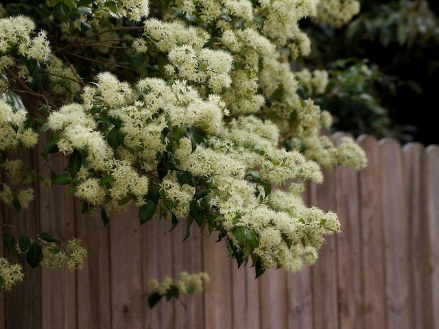 Backhousia myrtifolia