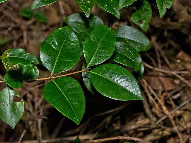 Backhousia myrtifolia