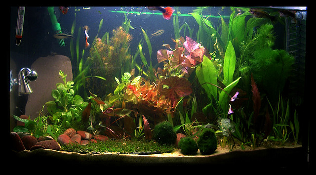 Bacopa caroliniana