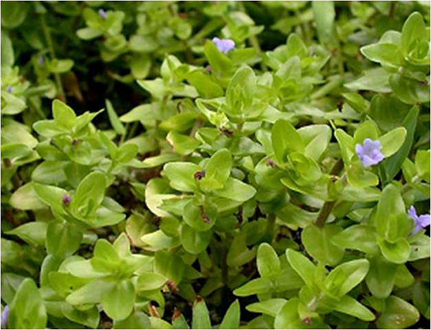 Bacopa caroliniana (Bacopa caroliniana)