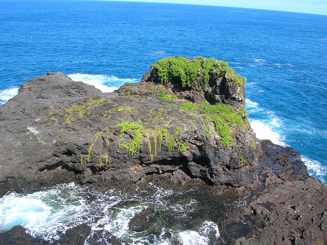 Hysope d’eau