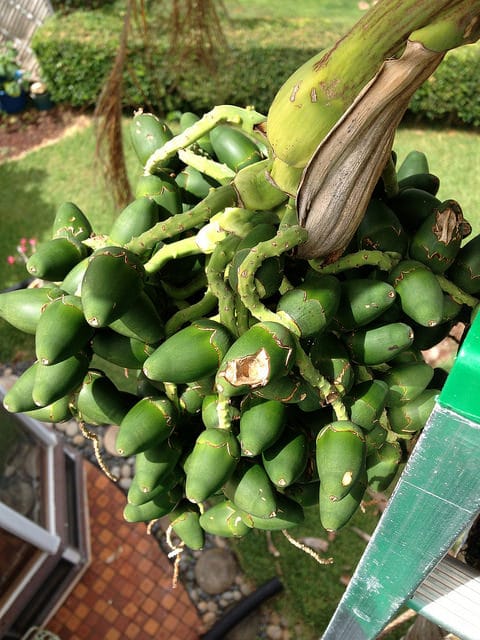 Palmier pêche (Bactris gasipaes)