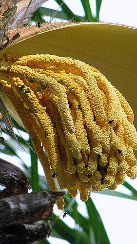 Palmier pêche