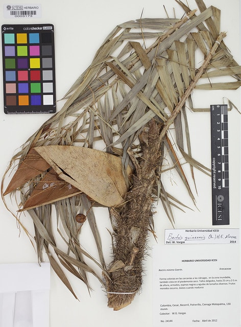 Bactris guineensis (Bactris guineensis)