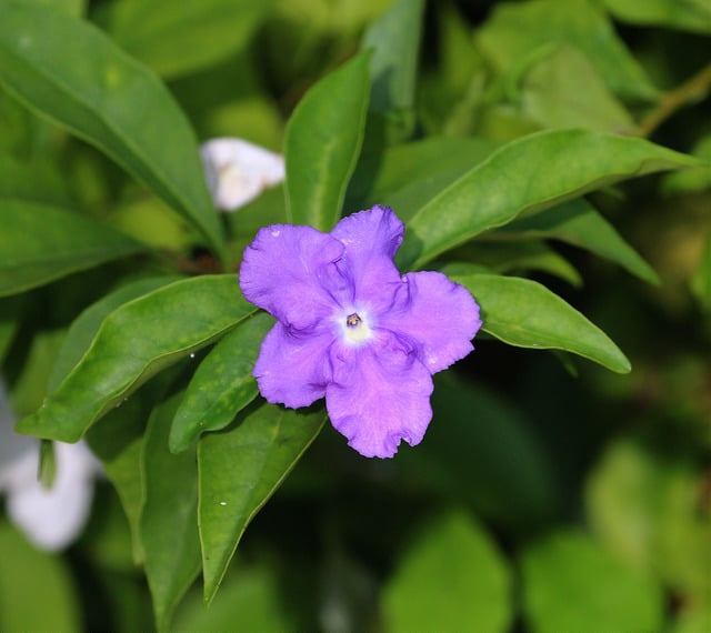 Baeckea frutescens (Baeckea frutescens)