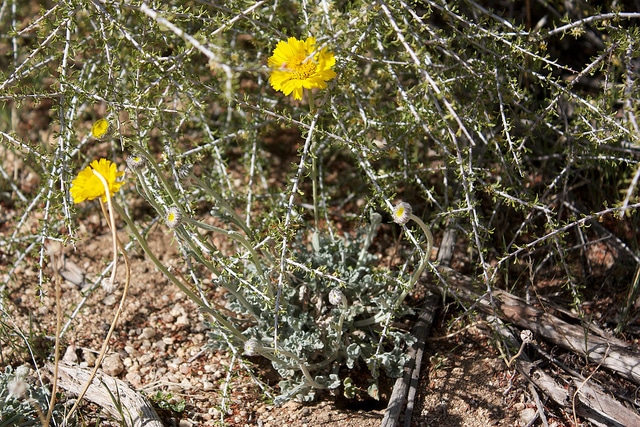 Baileya multiradiata