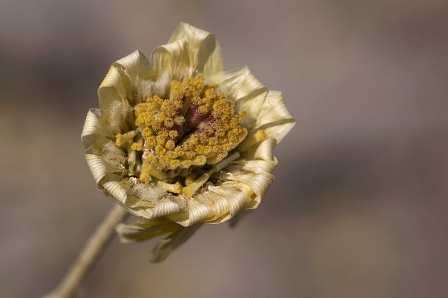 Baileya multiradiata