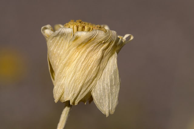 Baileya multiradiata