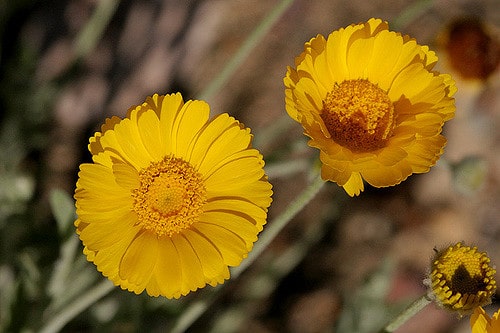 Baileya multiradiata