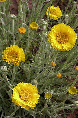 Baileya multiradiata