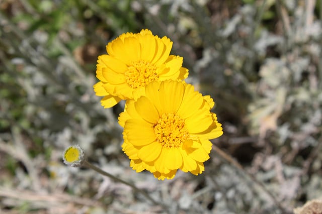 Baileya multiradiata