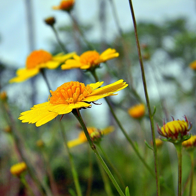 Balduina angustifolia
