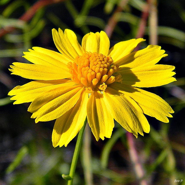 Balduina angustifolia