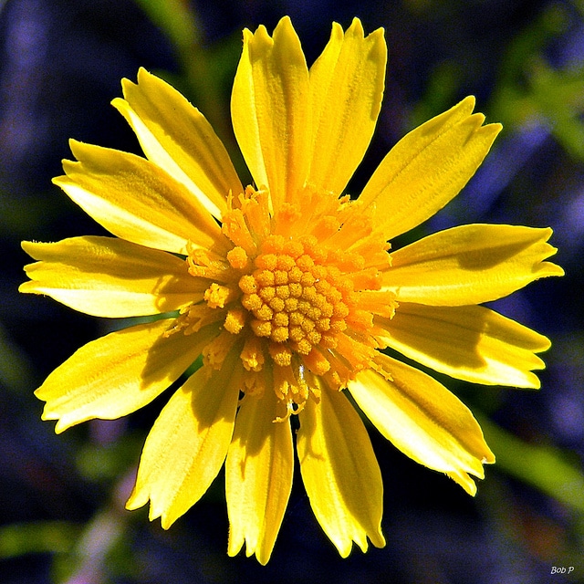 Balduina angustifolia