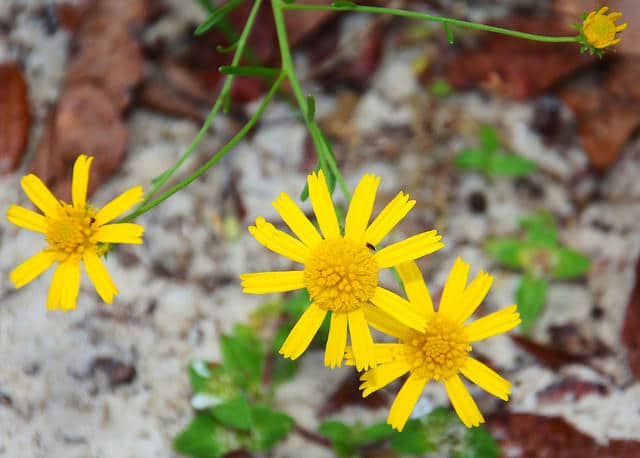 Balduina uniflora