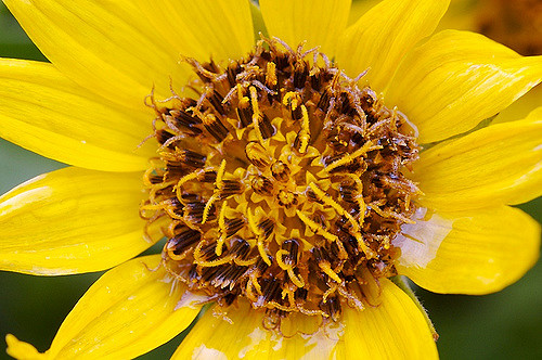 Balsamorhize à feuilles deltoïdes