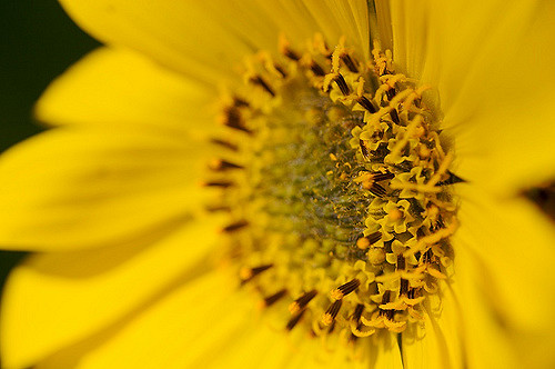 Balsamorhize à feuilles deltoïdes