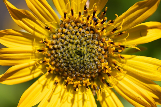 Balsamorhize à feuilles deltoïdes