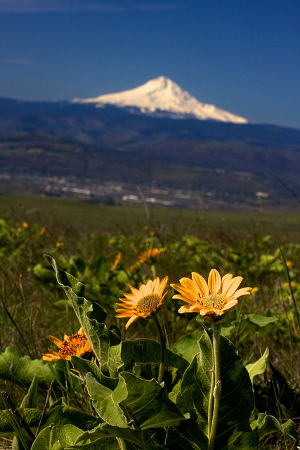 Balsamorhize à feuilles deltoïdes