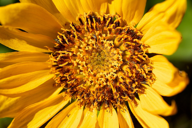 Balsamorhize à feuilles deltoïdes