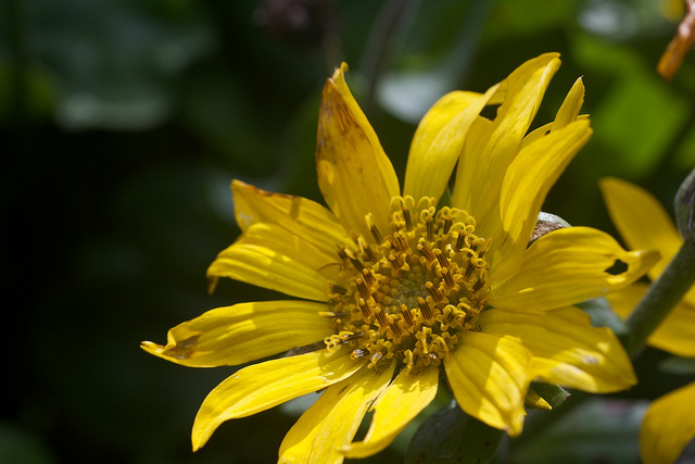 Balsamorhize à feuilles deltoïdes (Balsamorhiza deltoidea)