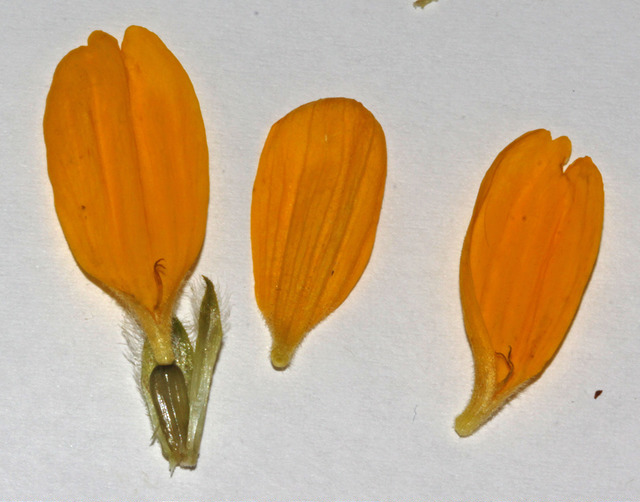 Balsamorhiza hookeri (Balsamorhiza hookeri)