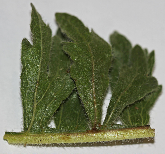 Balsamorhiza hookeri