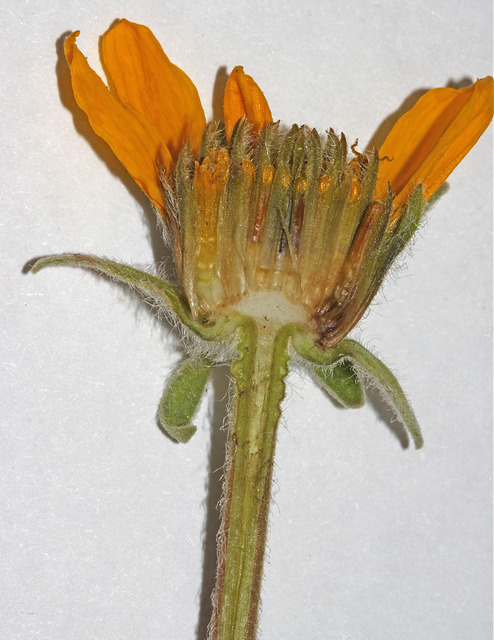 Balsamorhiza hookeri