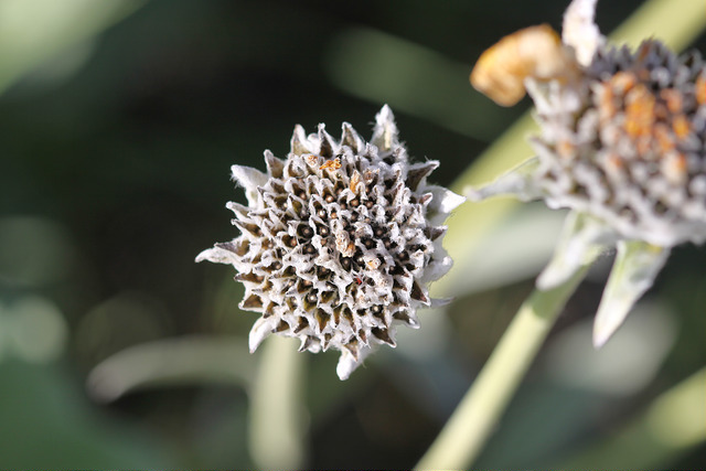 Balsamorhiza sagittata (Balsamorhiza sagittata)