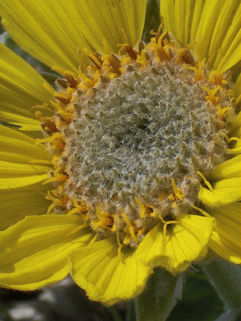 Balsamorhiza sagittata