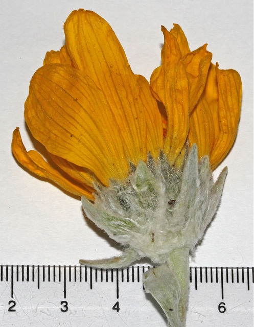Balsamorhiza sagittata