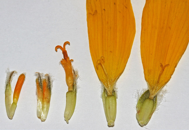 Balsamorhiza sagittata