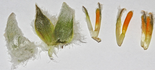 Balsamorhiza sagittata