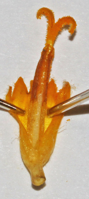 Balsamorhiza sagittata