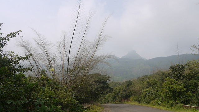 Bambou géant
