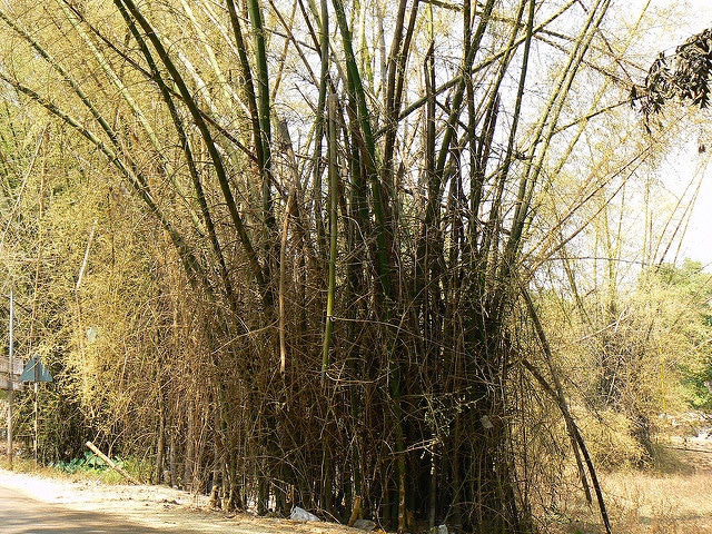 Bambou géant