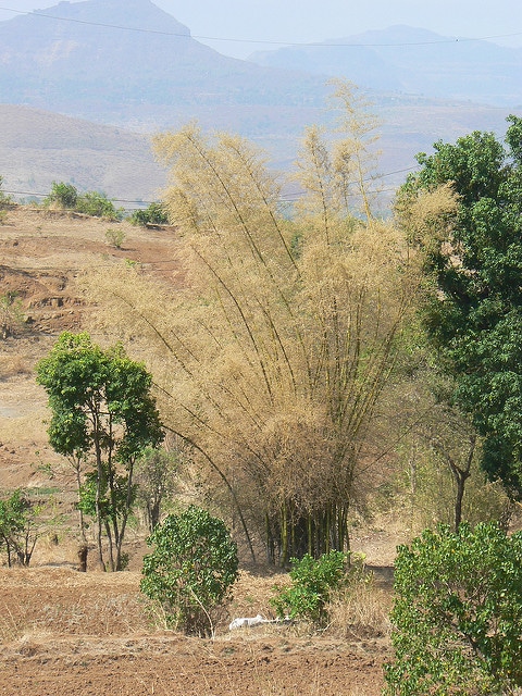 Bambou géant