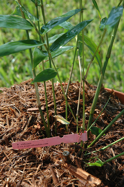 Bambusa oldhamii (Bambusa oldhamii)