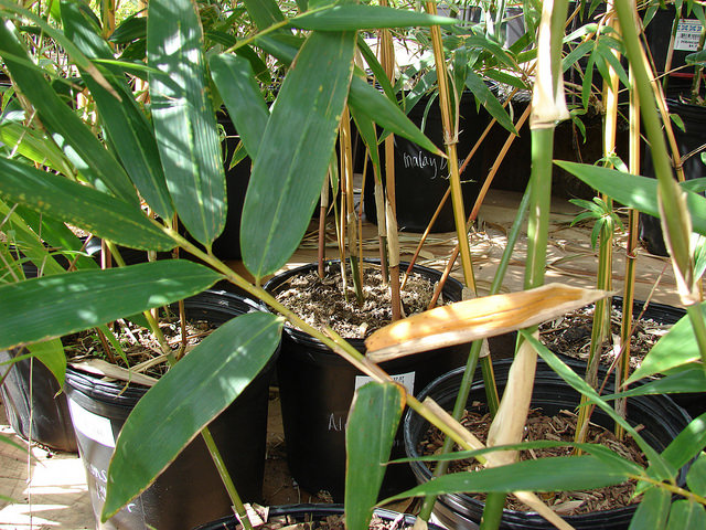 Bambusa oldhamii