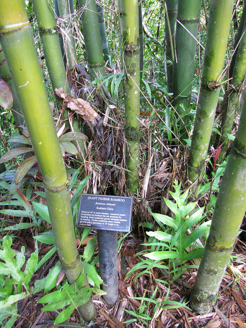 Bambusa oldhamii