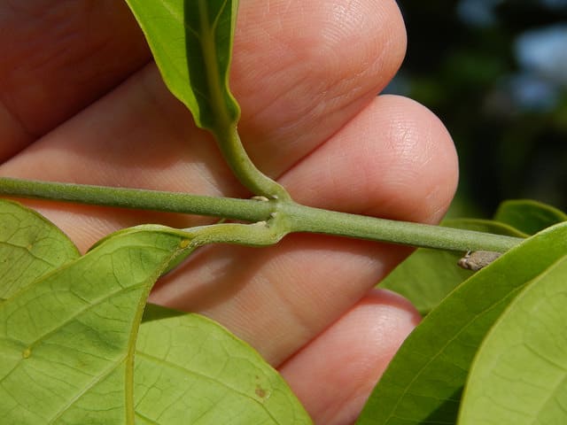 Banisteriopsis caapi