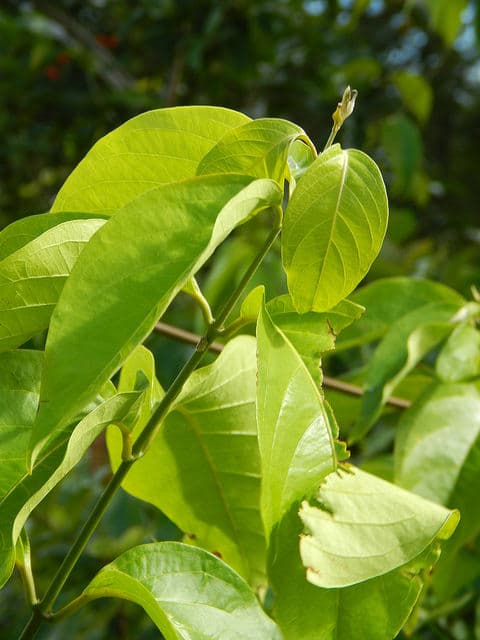 Banisteriopsis caapi