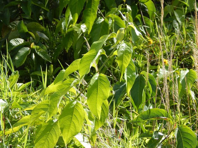 Banisteriopsis caapi