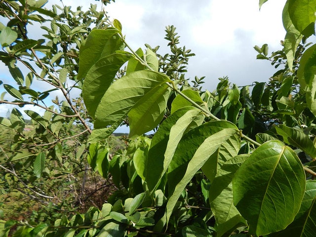 Banisteriopsis caapi