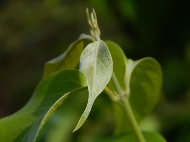 Banisteriopsis caapi