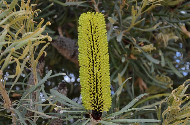 Banksia attenuata