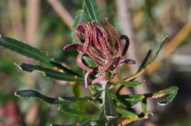 Banksia attenuata