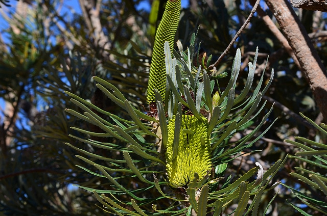 Banksia attenuata