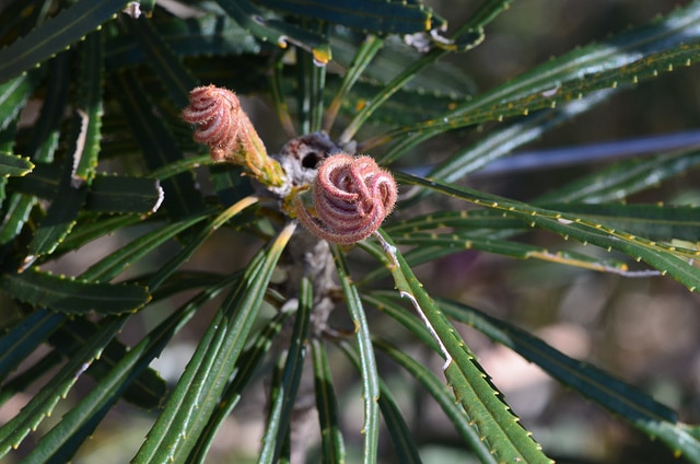 Banksia attenuata